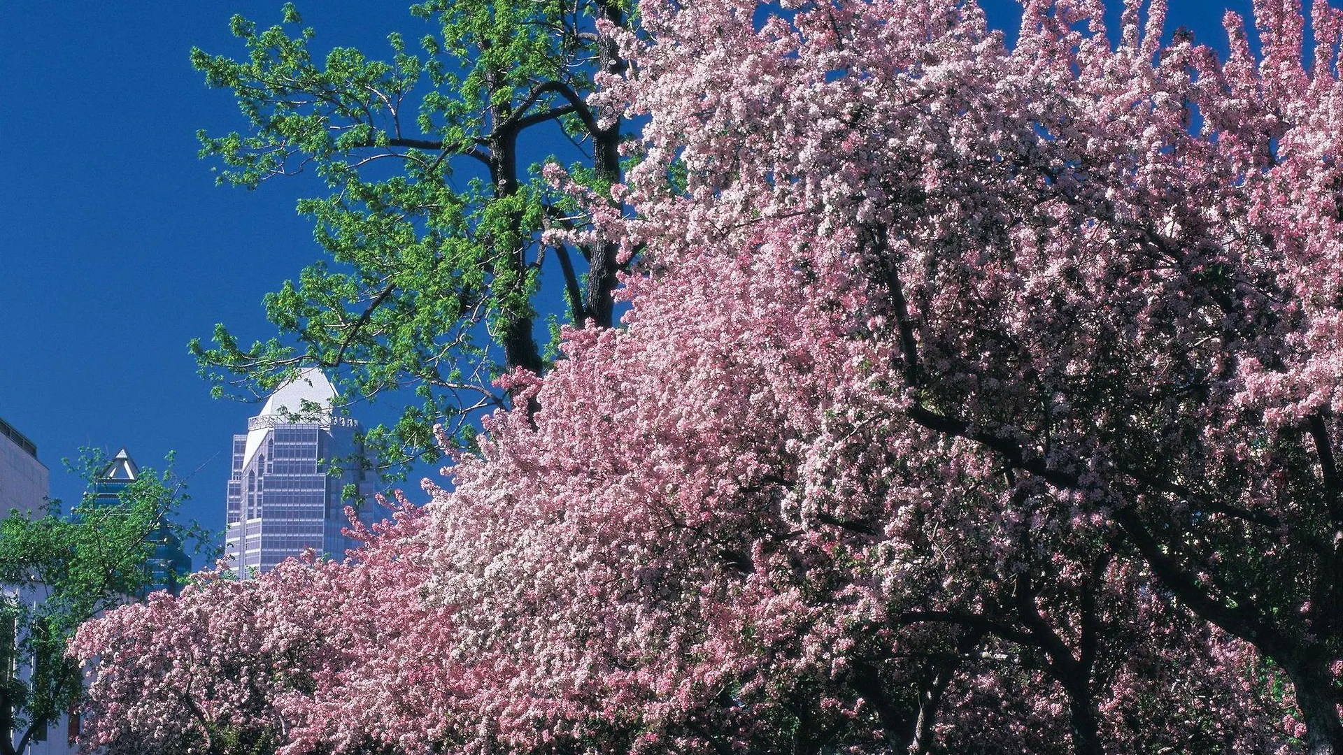 Residence Inn By Marriott Montreal Westmount